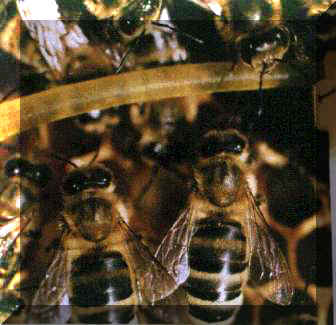 bees.jpg (17217 bytes)