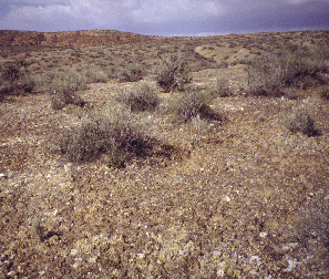 ANP.jpg (144025 bytes)