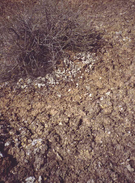 ANPcrust.jpg (56552 bytes)