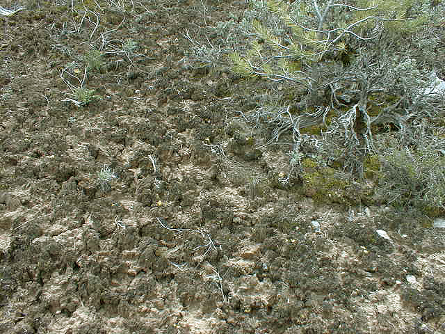 CNM2_crust.jpg (356787 bytes)