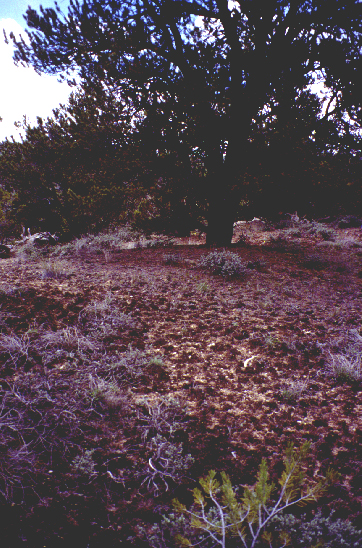 CNM2siteph.jpg (342988 bytes)