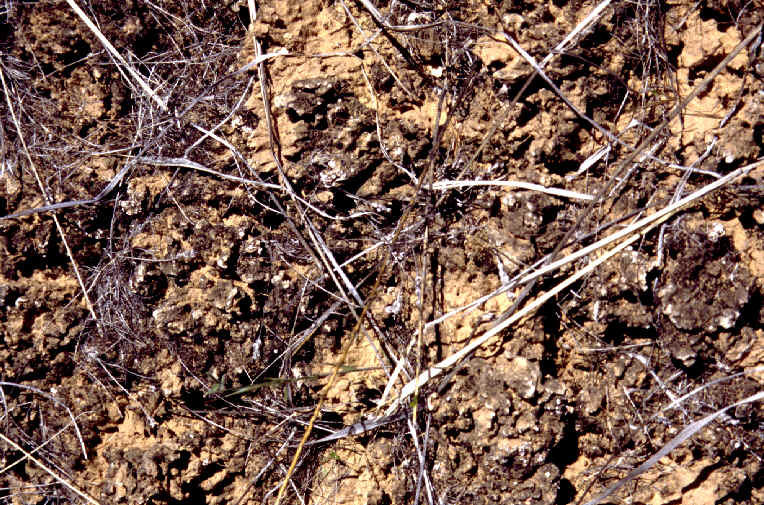 CNP1crust.tif (1167542 bytes)