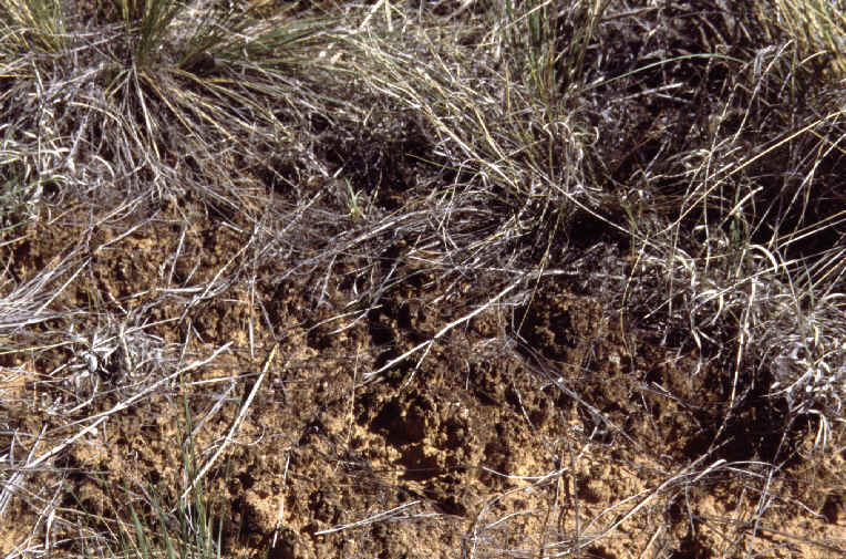 CNP2crust.tif (1166546 bytes)