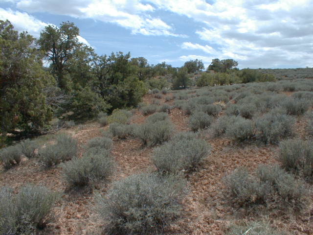 CNP3056.jpg (62700 bytes)