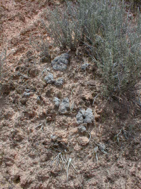 CNP3057.jpg (66536 bytes)