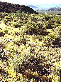 EM1-7site.jpg (150166 bytes)