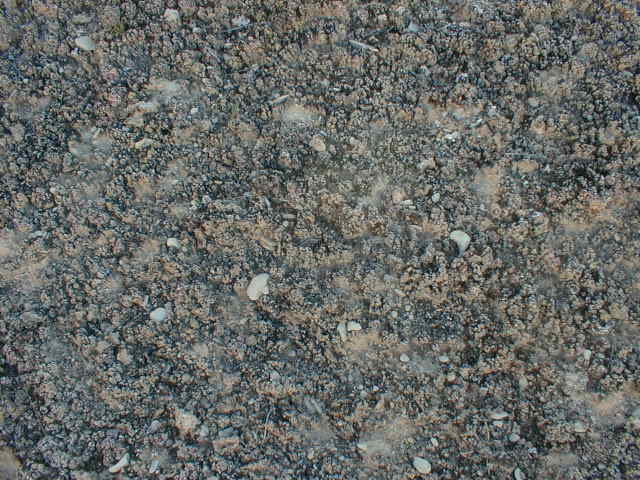 H1001.jpg (65144 bytes)