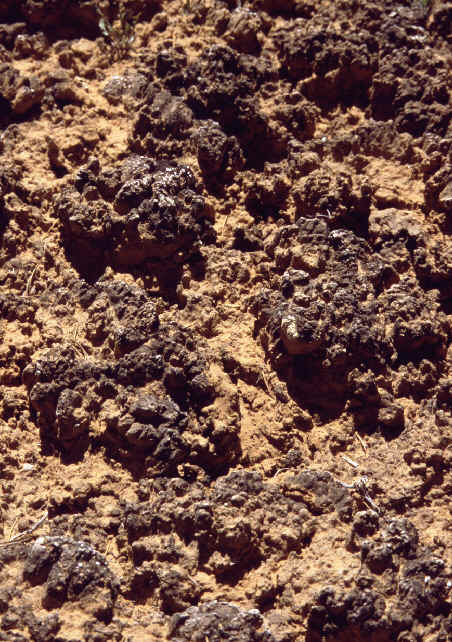 NB1crust.jpg (68435 bytes)