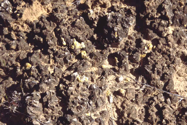 NB2crust.jpg (57563 bytes)