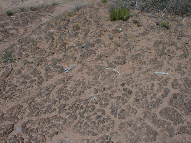 NNM1001.jpg (63108 bytes)