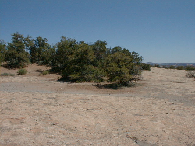 NNM1003.jpg (65396 bytes)