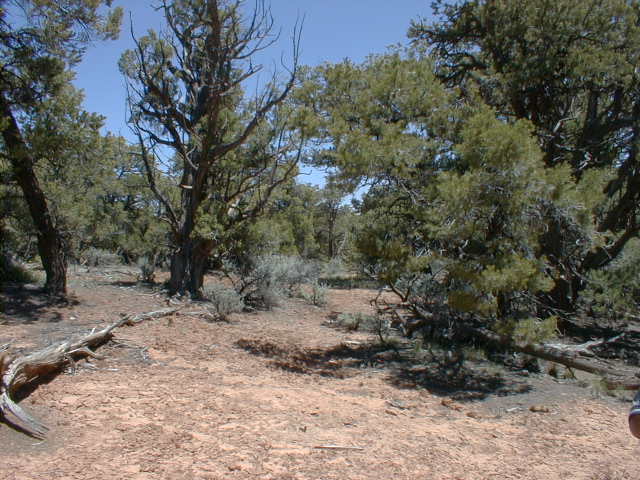 NNM2004.jpg (65580 bytes)