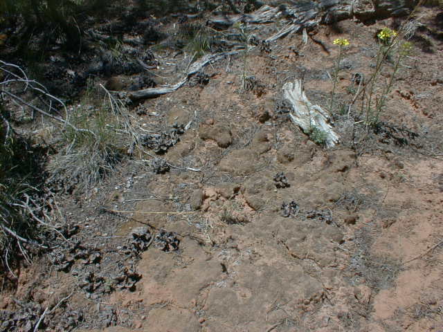 NNM2006.jpg (66476 bytes)