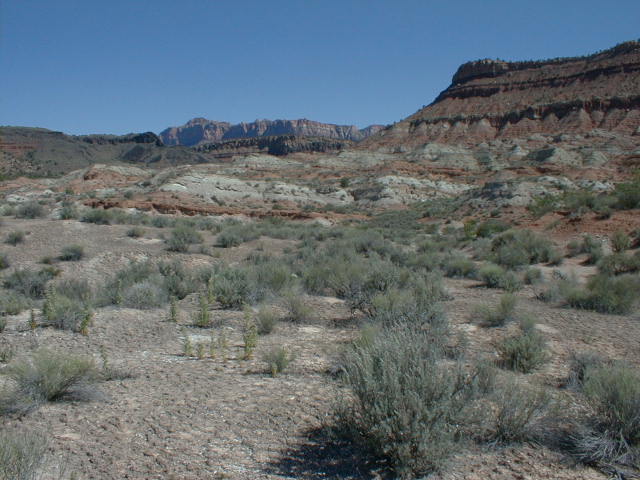 ZNP1005.jpg (62232 bytes)