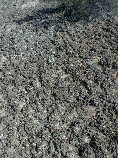 ZNP1008.jpg (65888 bytes)