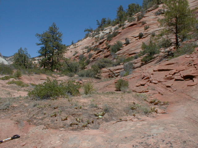 ZNP2013.jpg (62668 bytes)