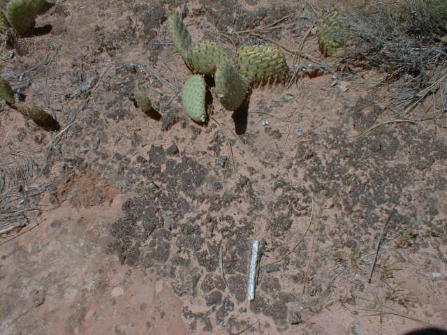 ZNP2014.jpg (64980 bytes)