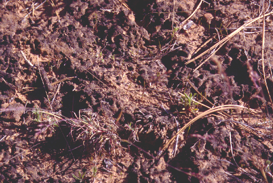 ZNP3crust.jpg (379585 bytes)