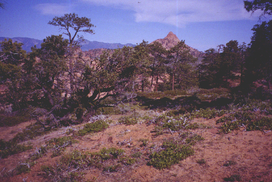 ZNP3site.jpg (329682 bytes)